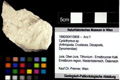 Foto (Objket + Etiketten) von Cyclothyreus sp. 